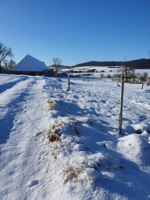 Pflanzaktion für eine bessere Lebensqualität 1  